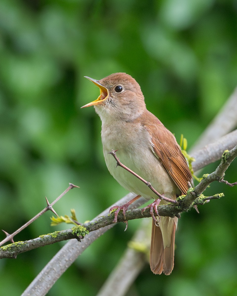 Common Nightingale - ML618324669