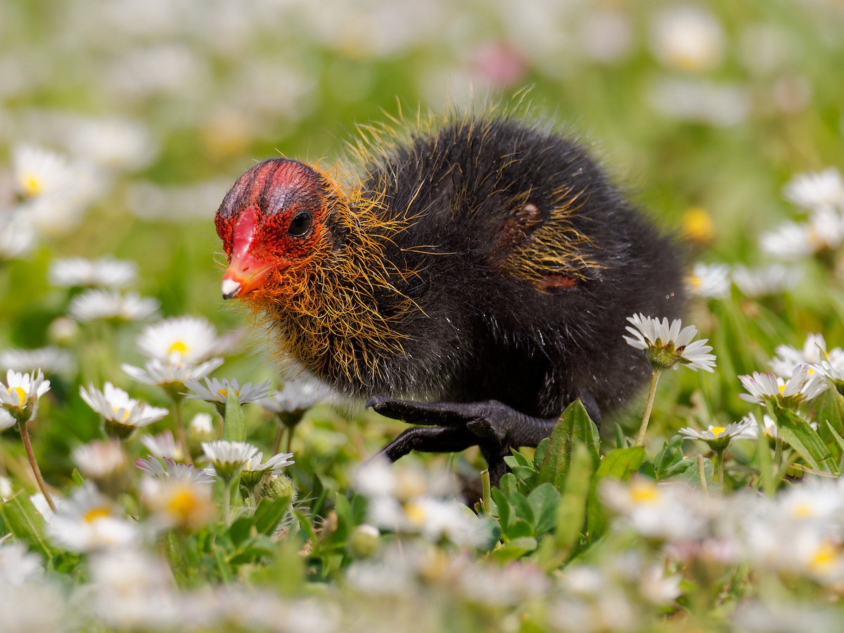 Eurasian Coot - Sebastian Stumpf