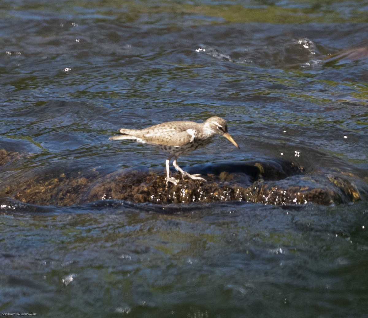 Spotted Sandpiper - ML618324724