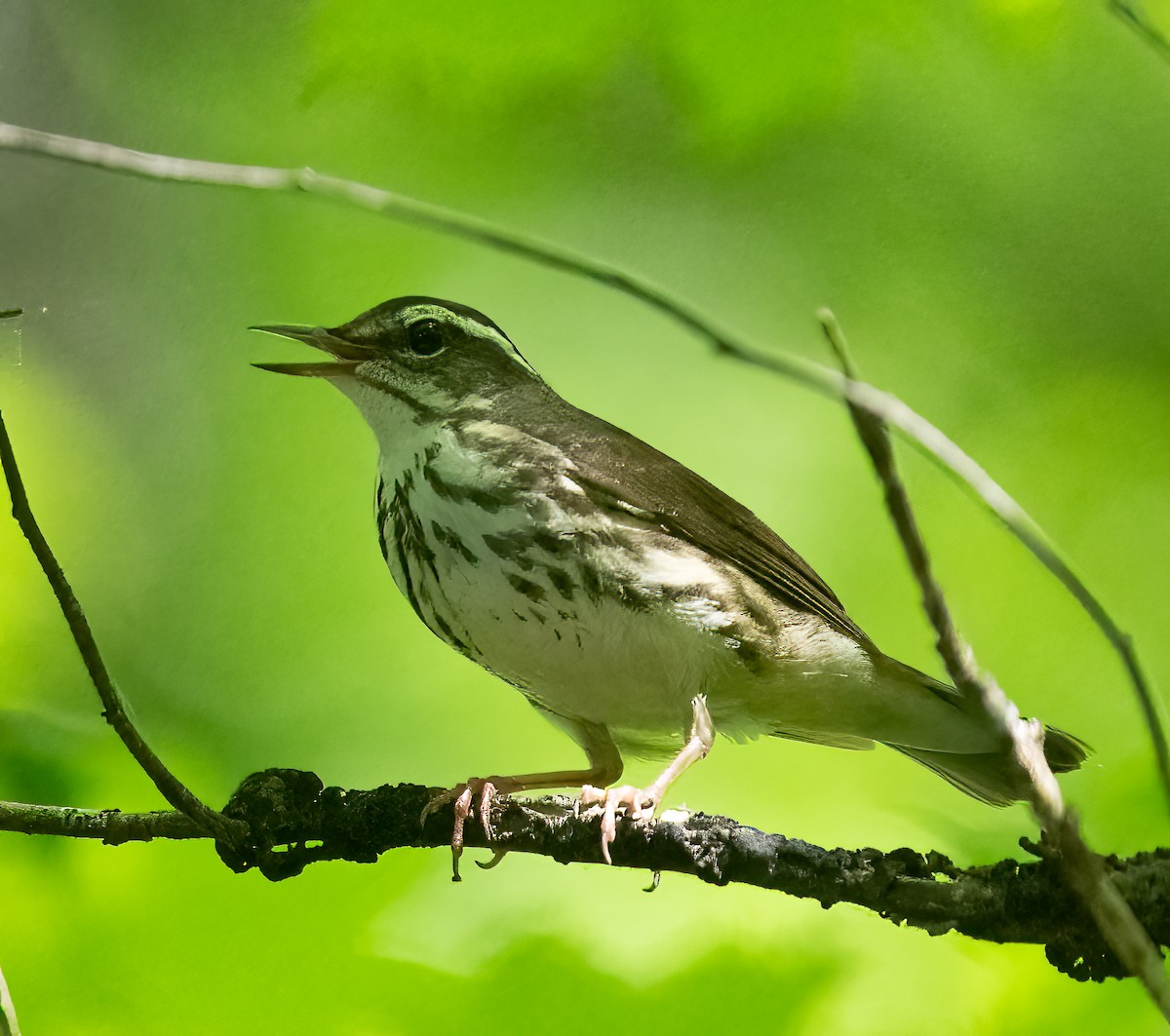 Louisiana Waterthrush - Joe Donahue