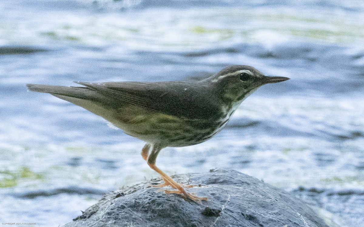 Louisiana Waterthrush - ML618324739