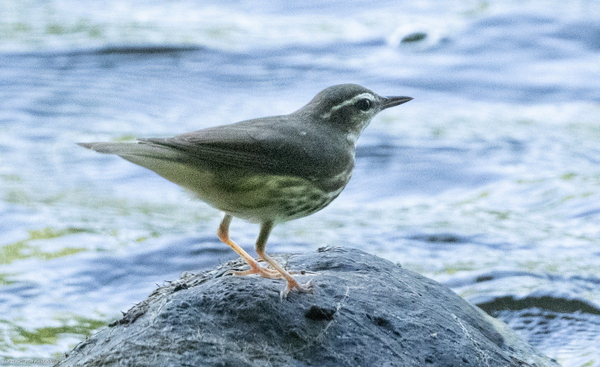 Louisiana Waterthrush - Joe Donahue