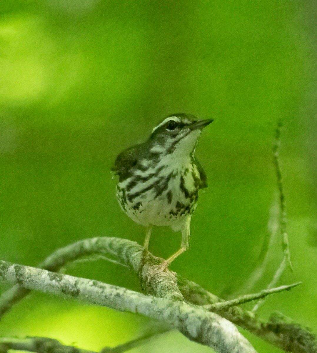 Louisiana Waterthrush - ML618324741