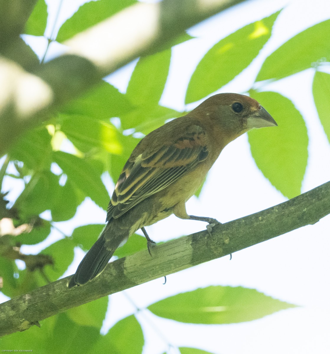 Blue Grosbeak - ML618324753