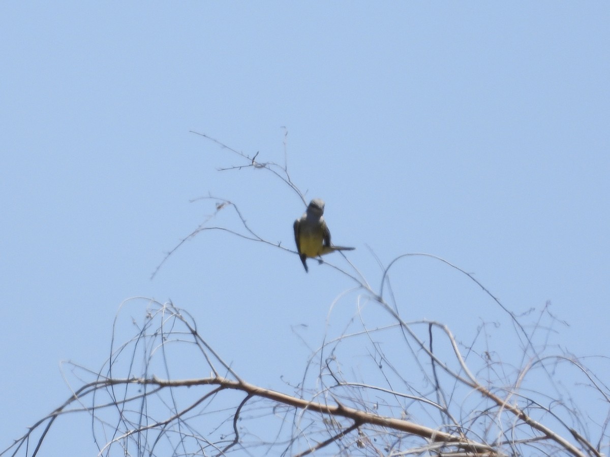 Western Kingbird - Kathy Burba