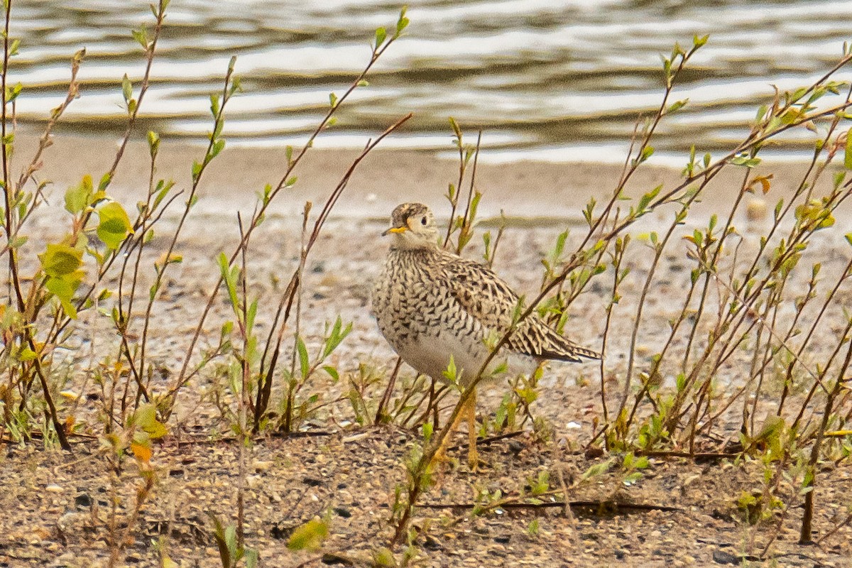 bartramie dlouhoocasá - ML618324805