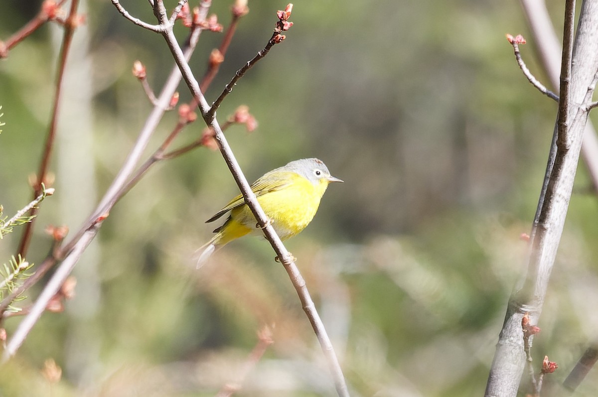 Nashville Warbler - Mike Van Norman