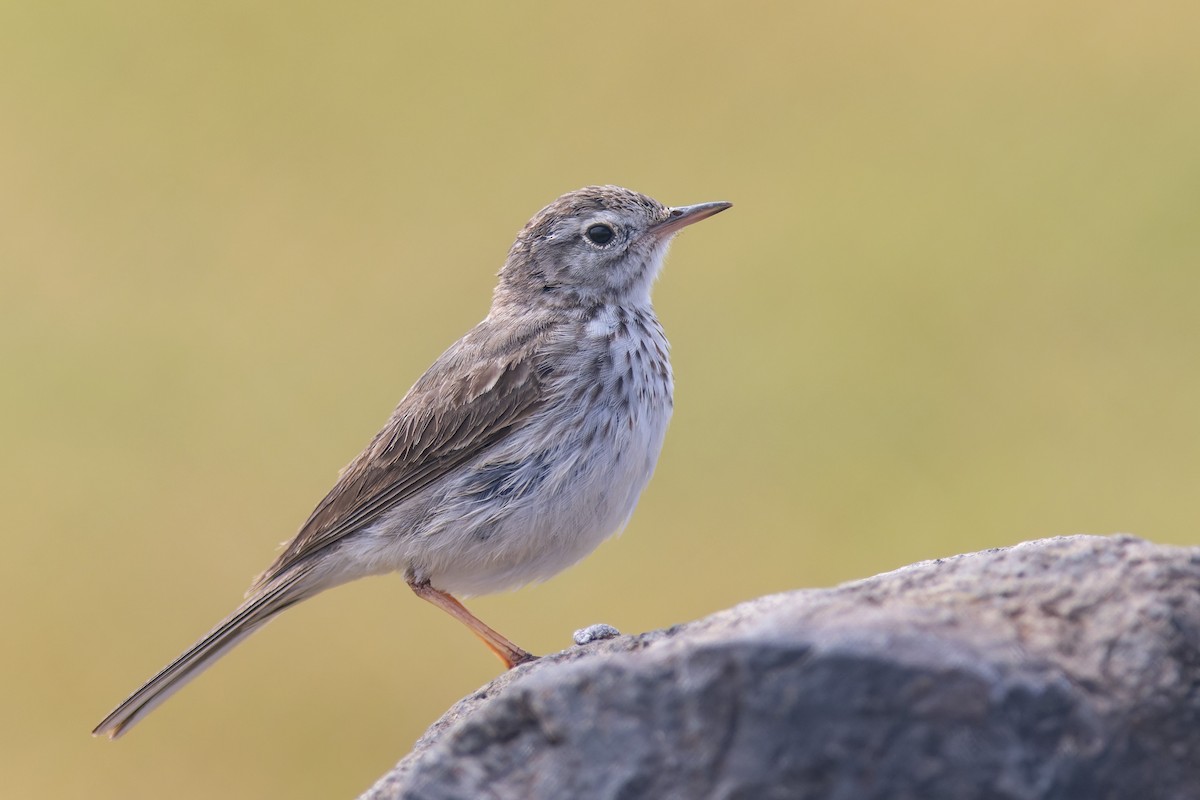 Berthelot's Pipit - ML618324836