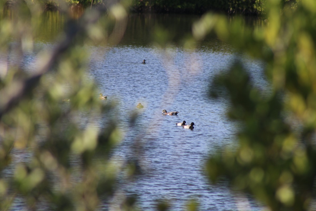 American Wigeon - ML618324865