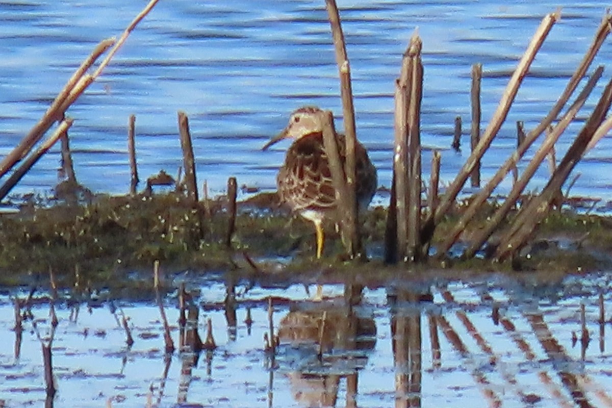 Pectoral Sandpiper - Peter & Jane Wolfe