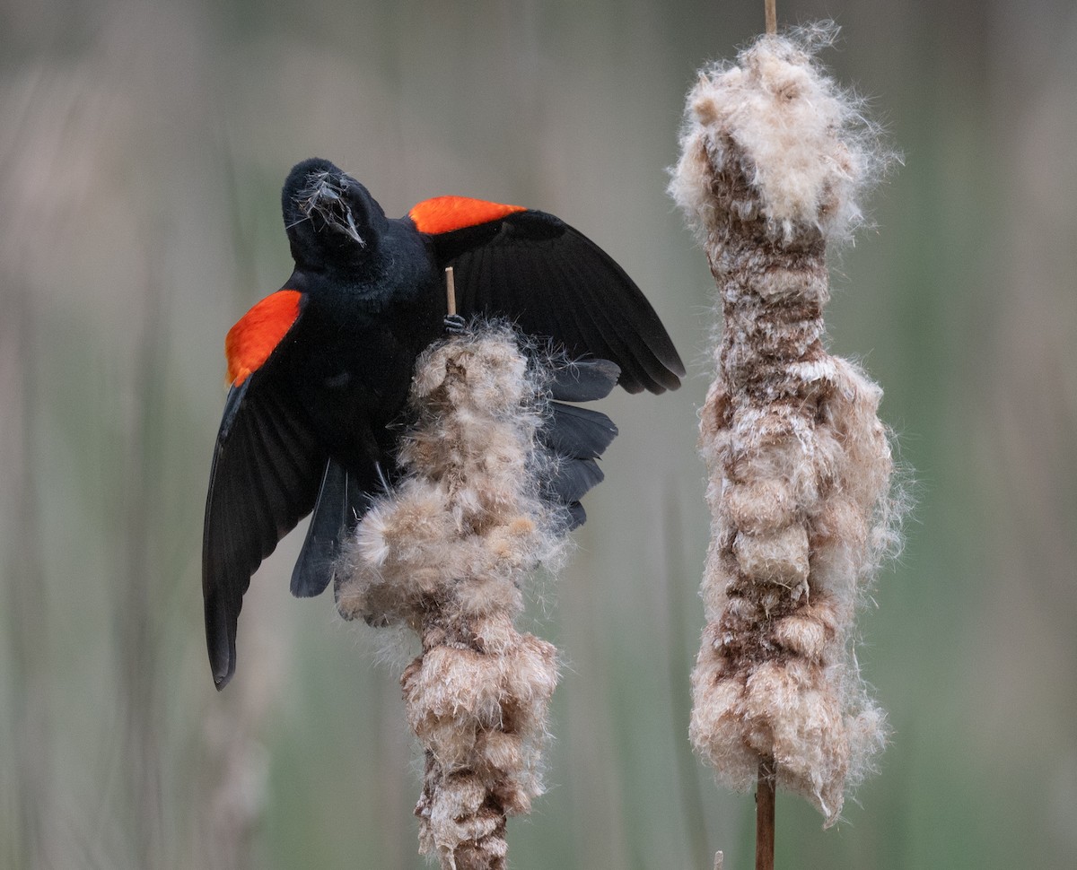 Red-winged Blackbird - Tom Warren