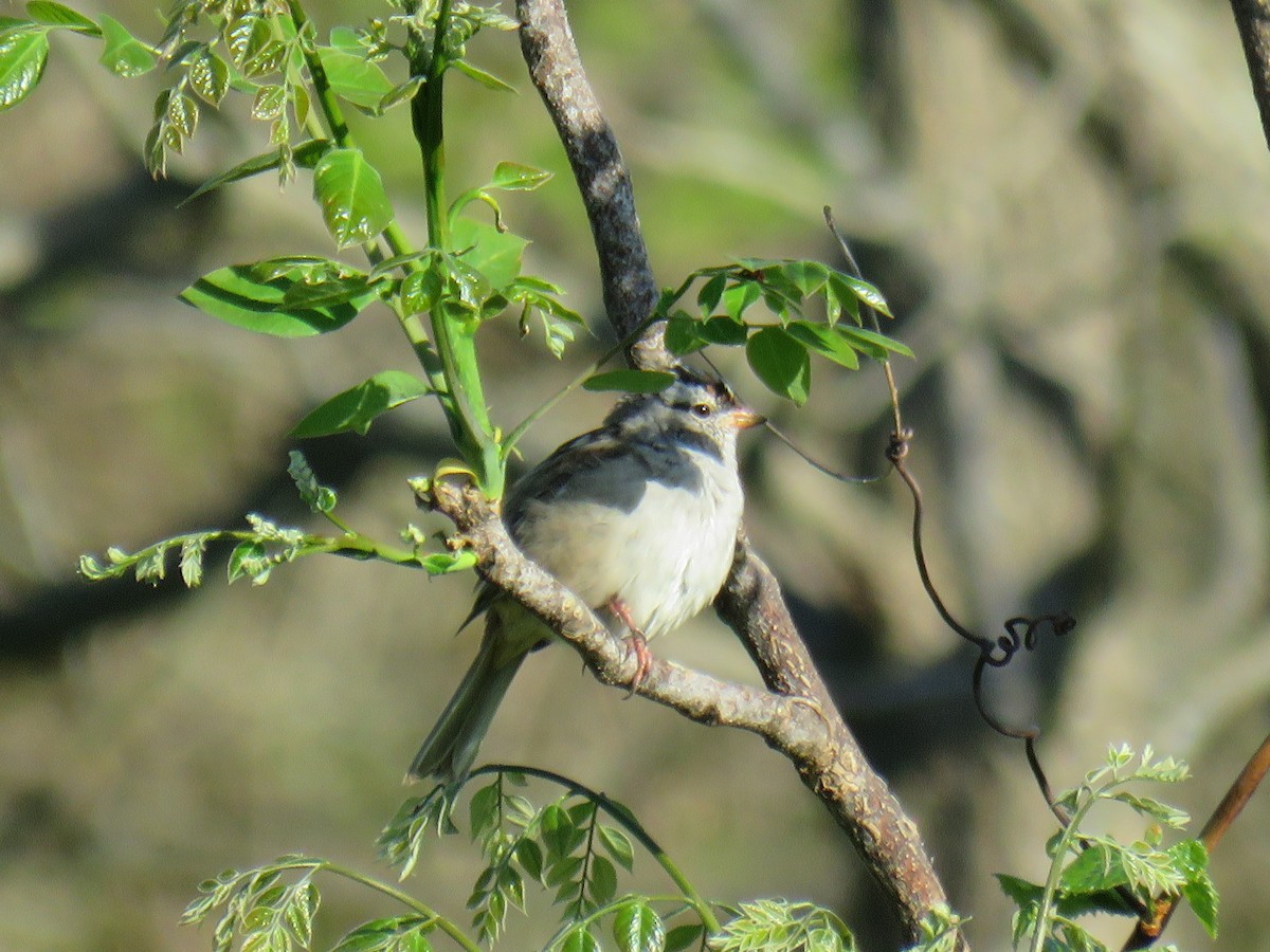 Chipping Sparrow - ML618324874