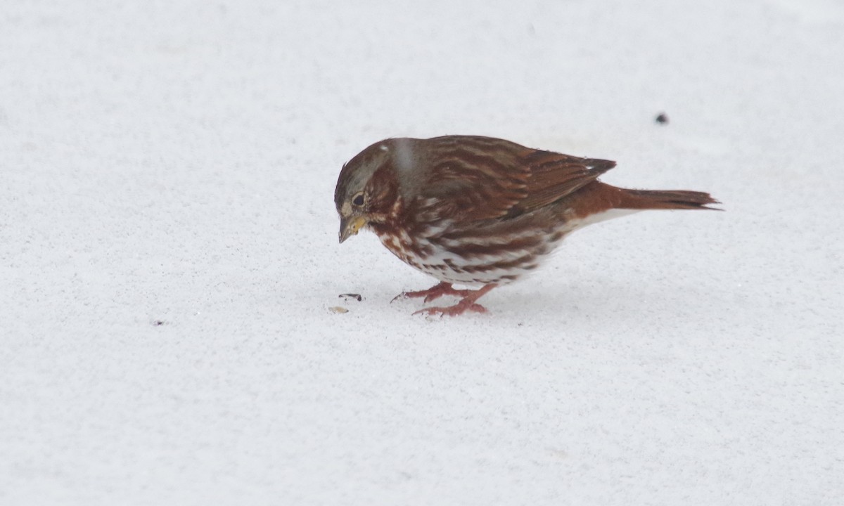 Fox Sparrow (Red) - ML618324890