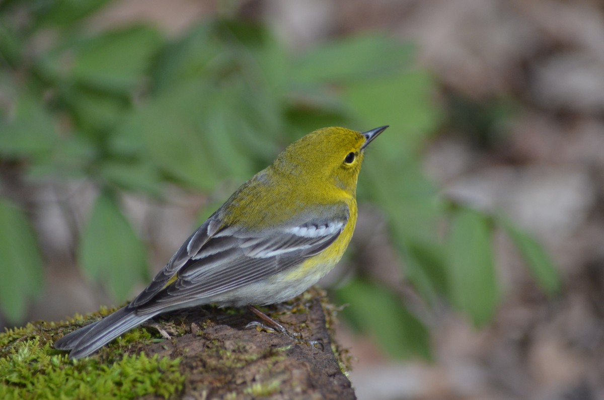 Pine Warbler - Isaac Worrall