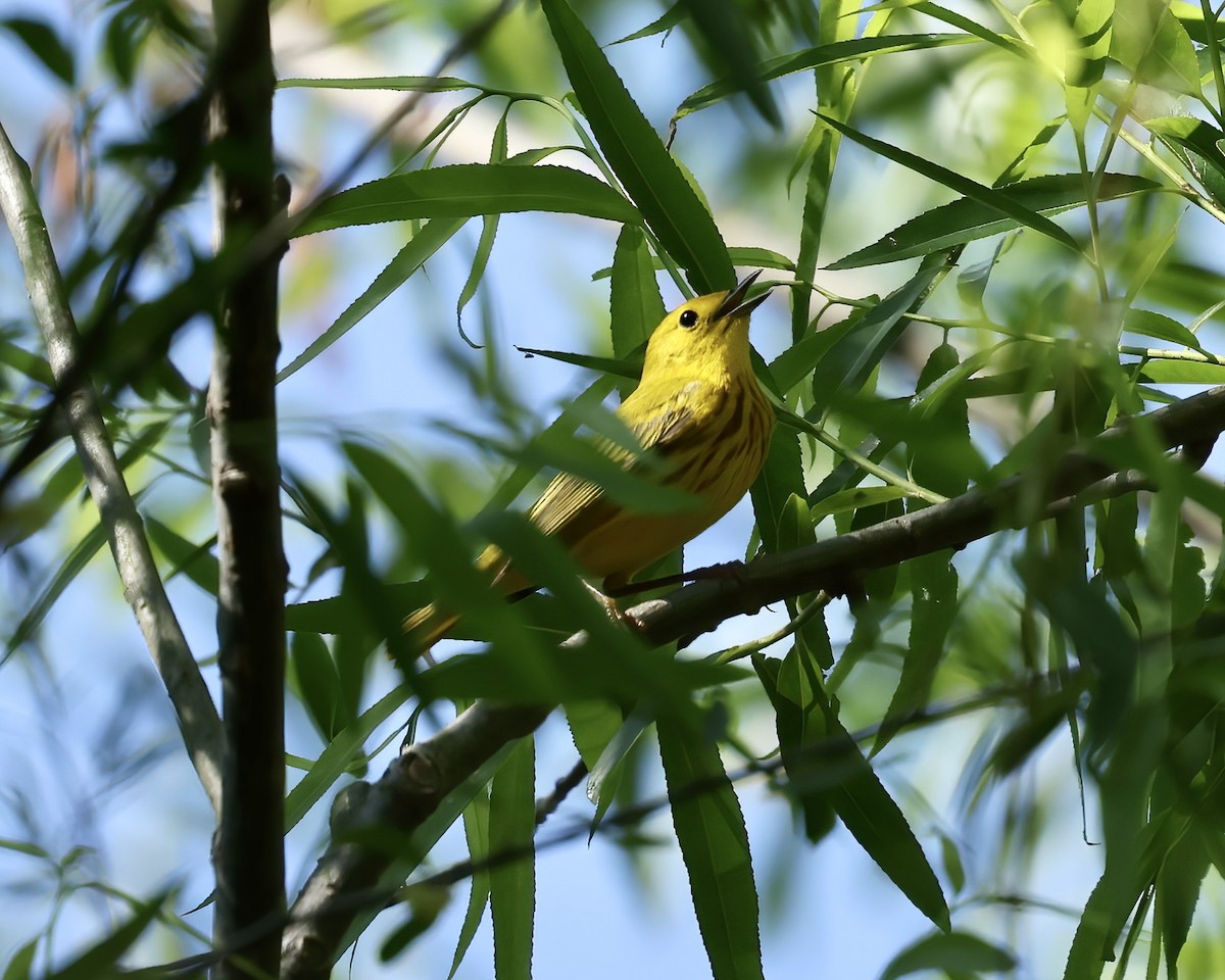 Yellow Warbler (Northern) - ML618324913