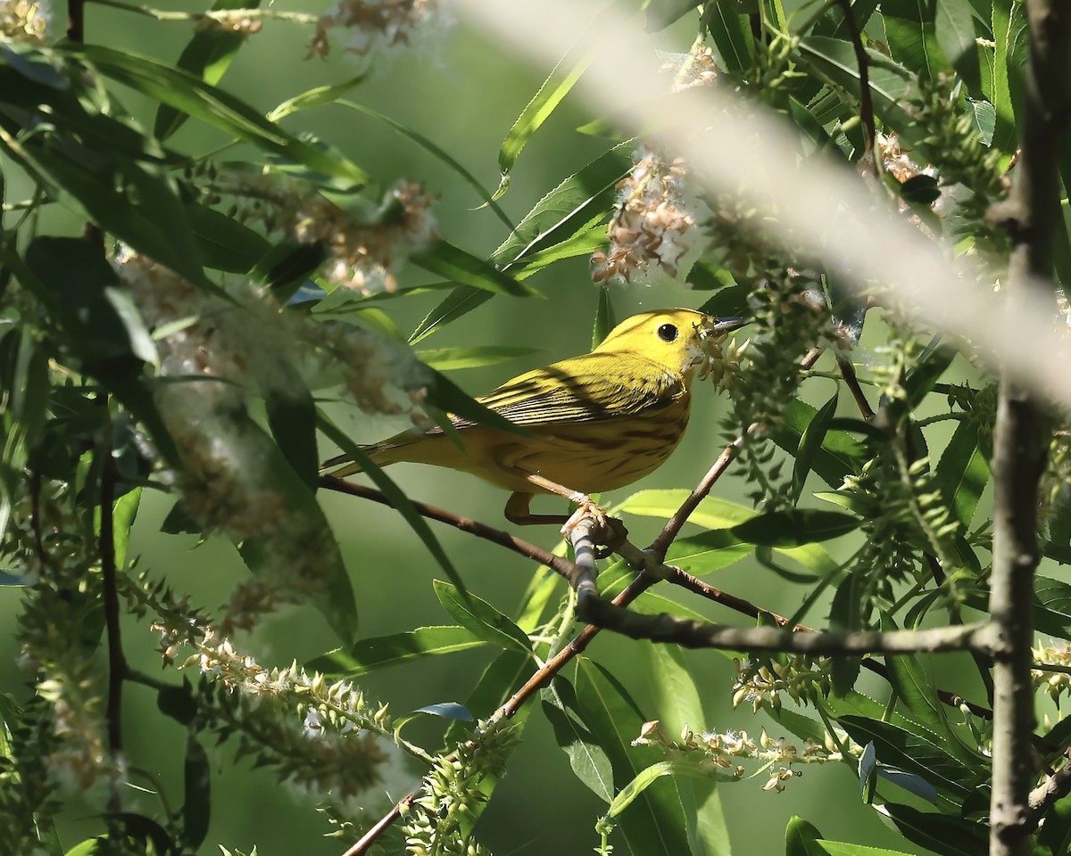 Yellow Warbler (Northern) - ML618324914