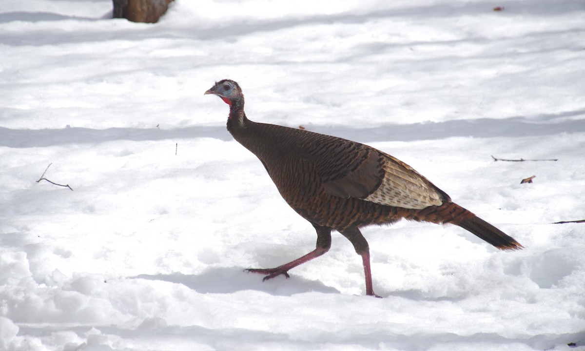 Wild Turkey - ML618324915