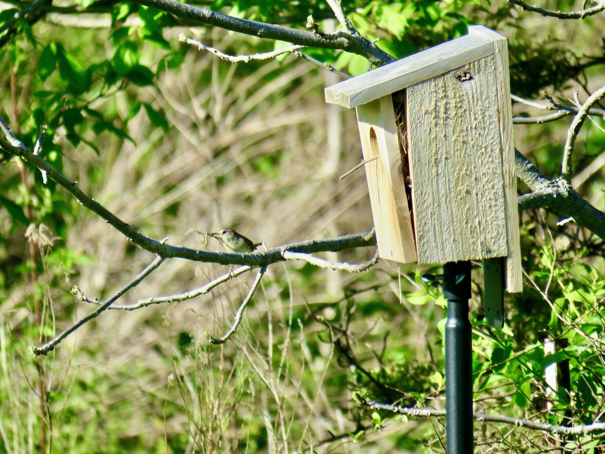 House Wren - ML618324929