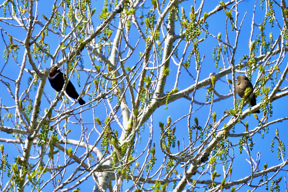 Brown-headed Cowbird - ML618324931