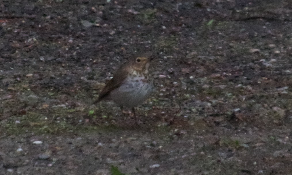 Swainson's Thrush - ML618324933