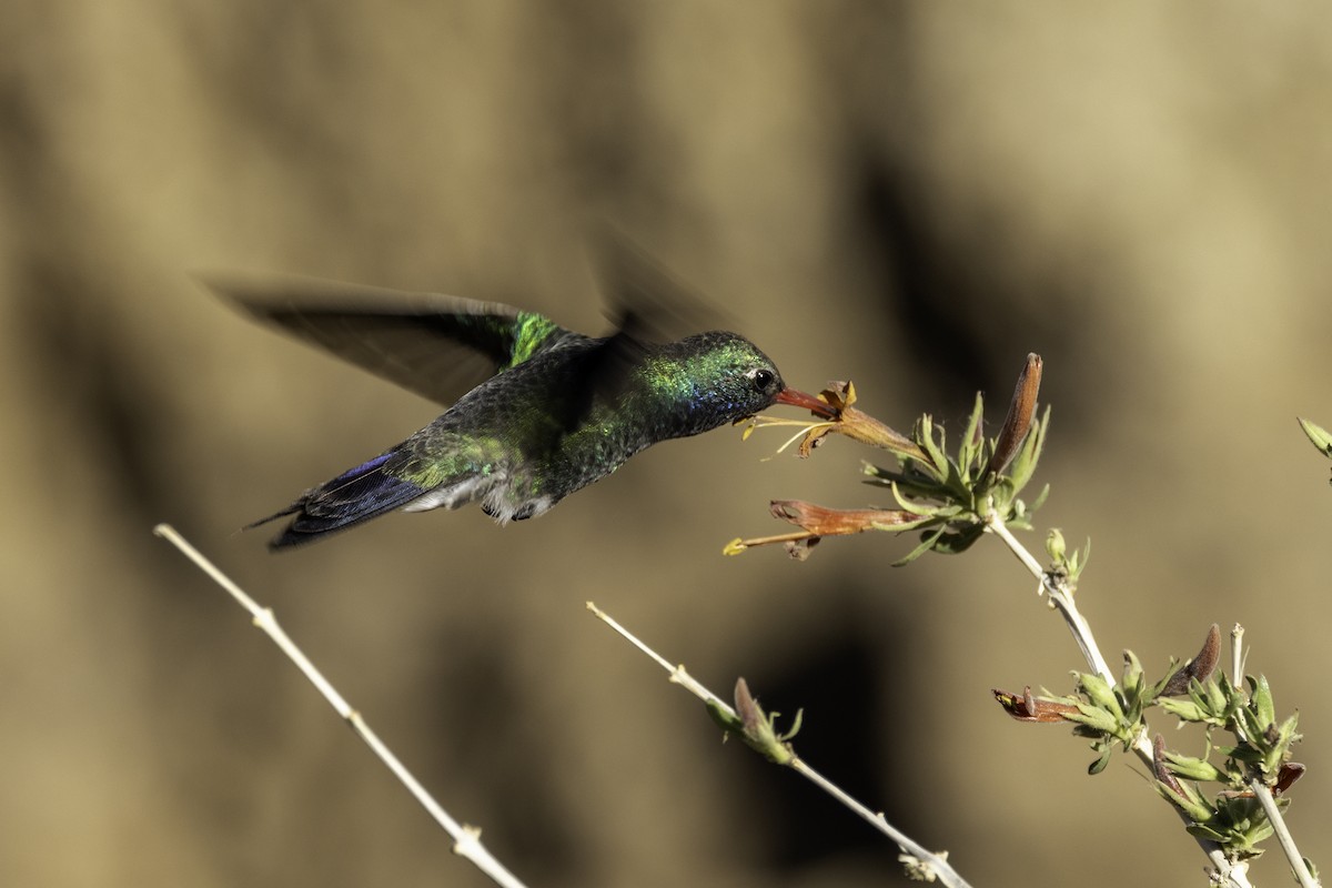 Colibrí Piquiancho Común - ML618324939