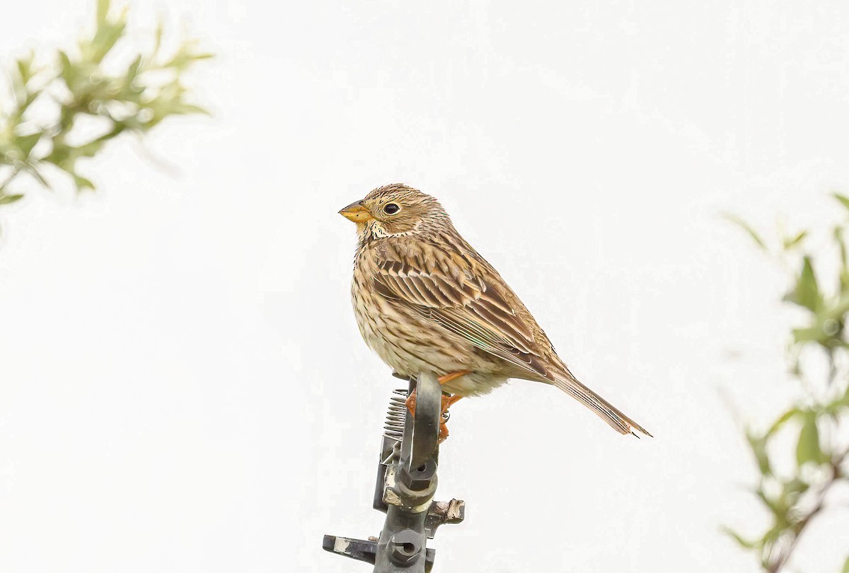 Corn Bunting - ML618324951