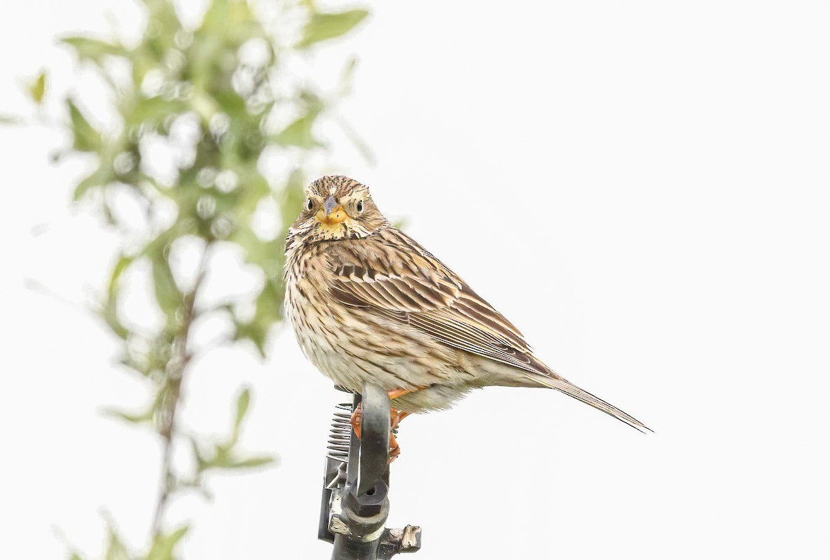 Corn Bunting - ML618324954