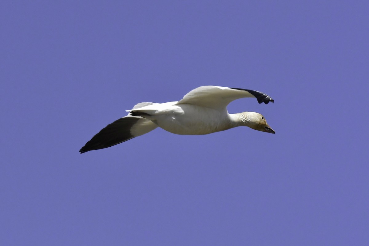 Snow Goose - ML618324965