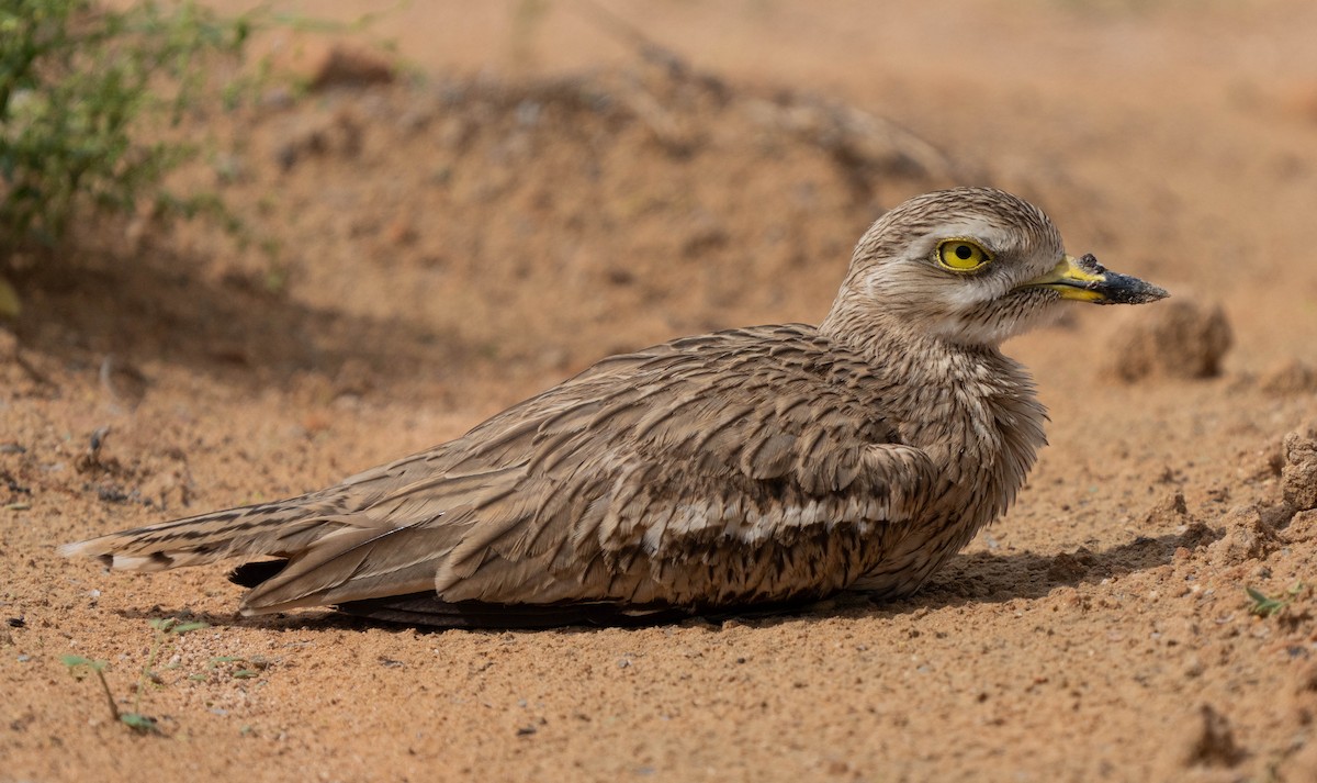 Eurasian Thick-knee - ML618325014