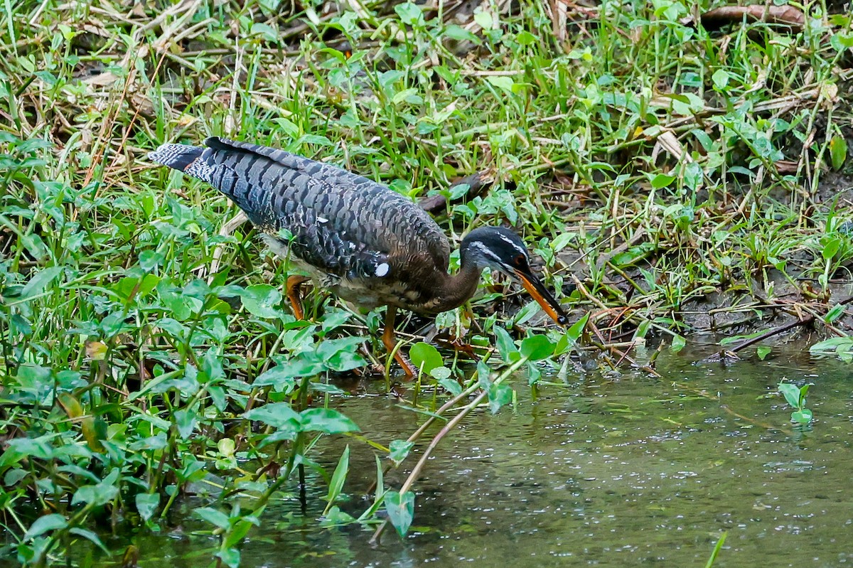 Sunbittern - ML618325036