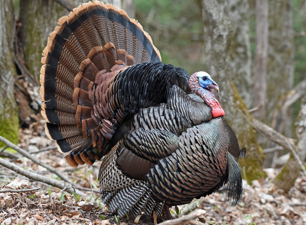 Wild Turkey - ML618325044