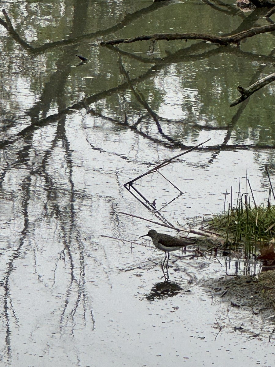 Solitary Sandpiper - ML618325057