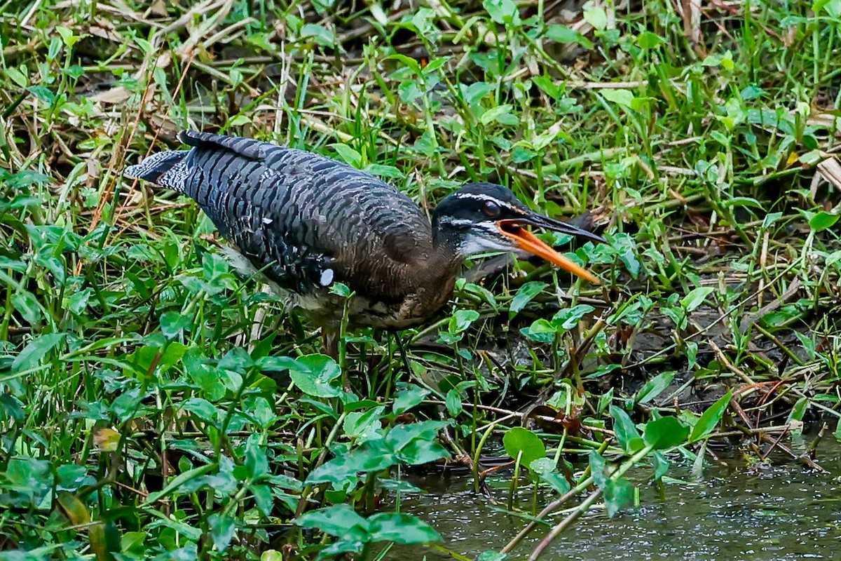 Sunbittern - ML618325058