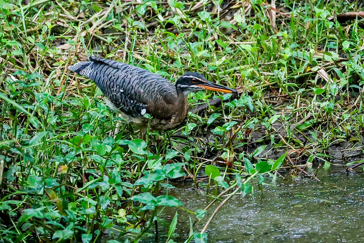 Sunbittern - ML618325059