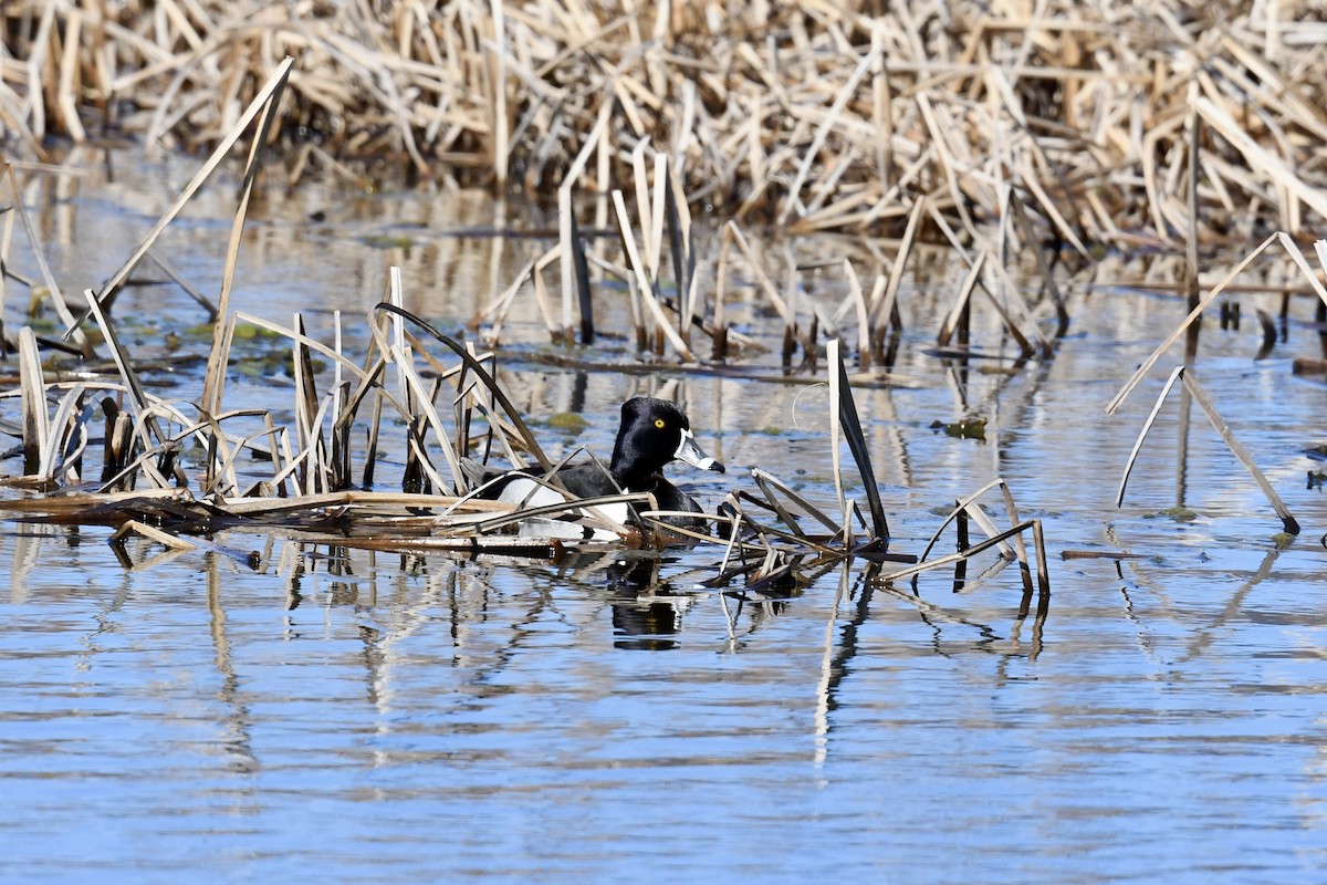 Ring-necked Duck - ML618325080