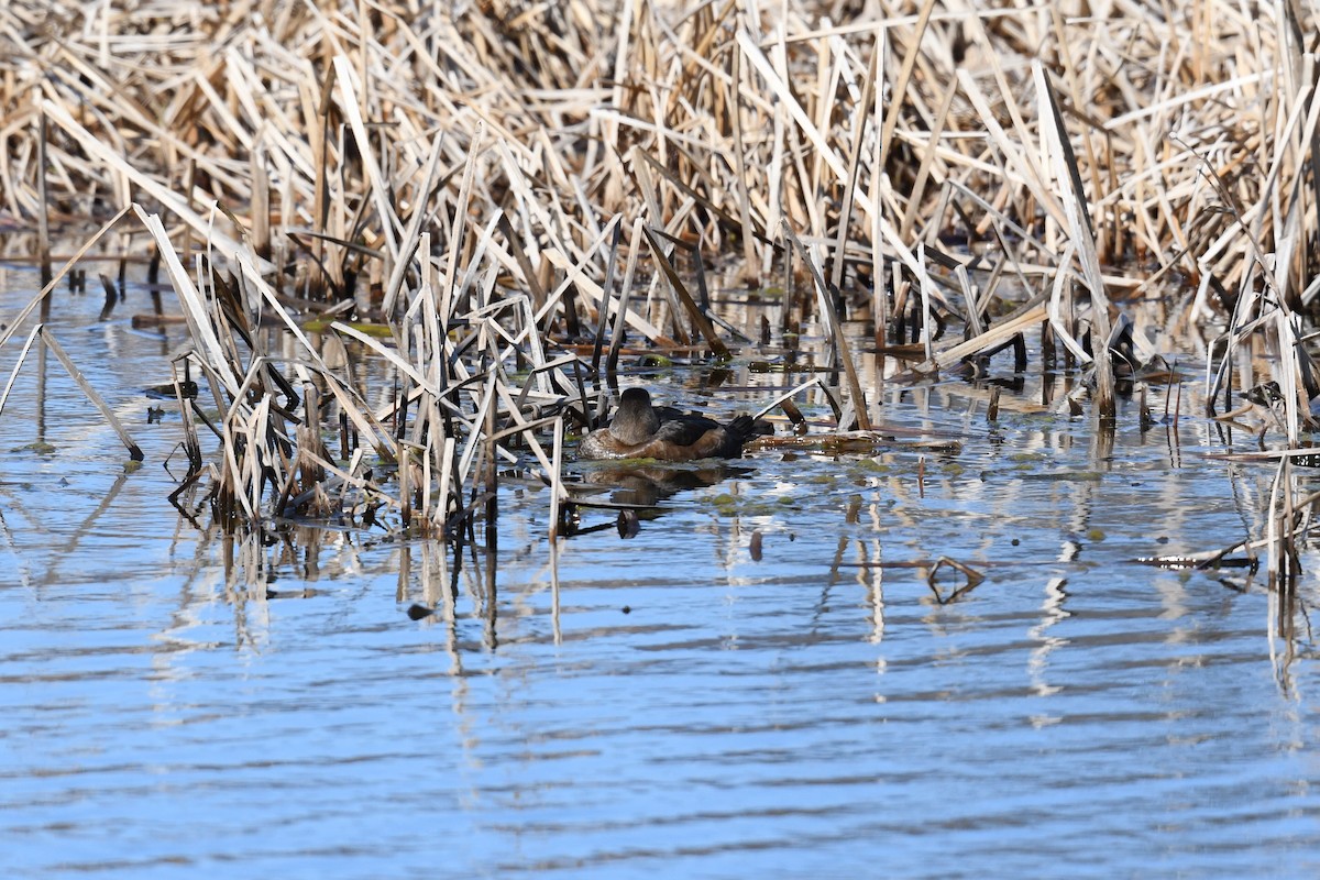 Ring-necked Duck - ML618325081