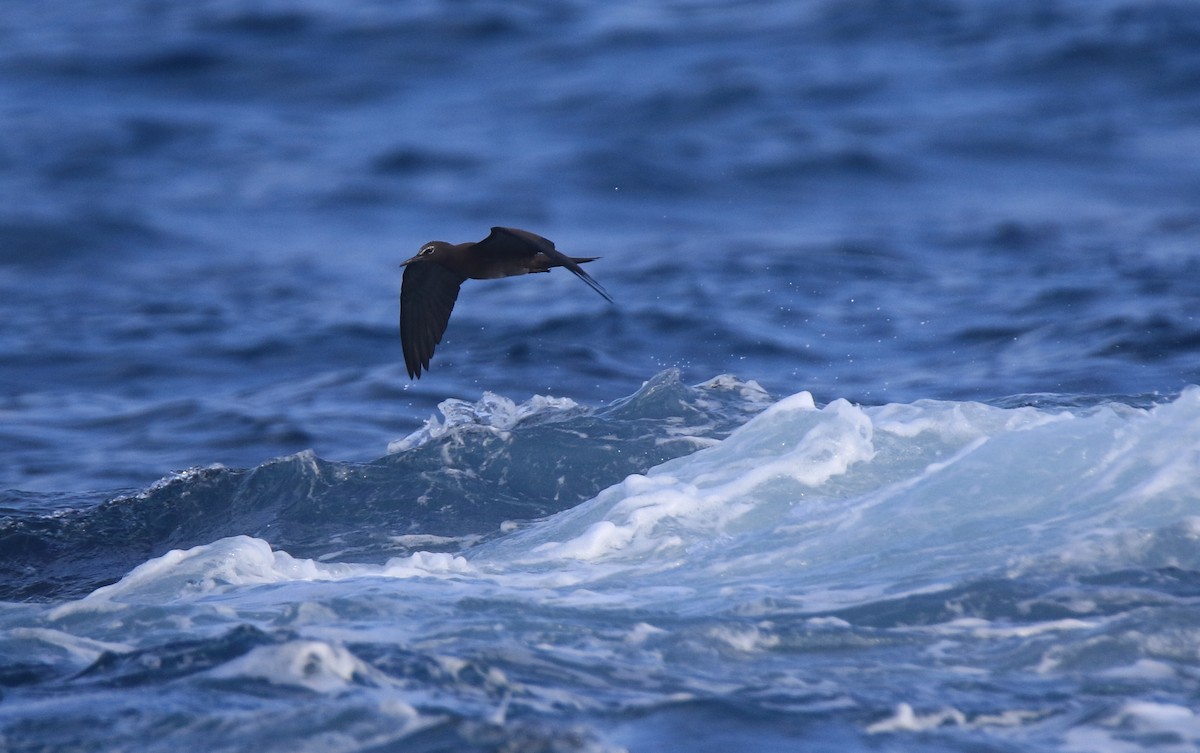 Brown Noddy - ML618325101