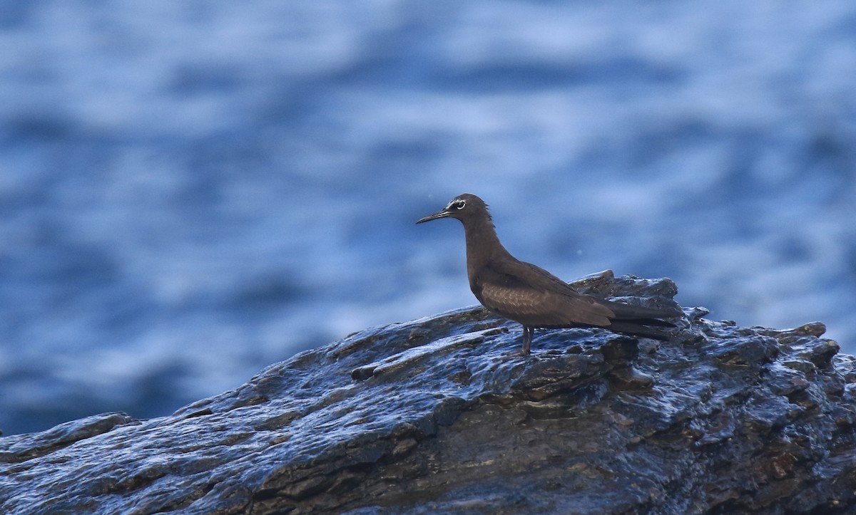 Brown Noddy - ML618325106