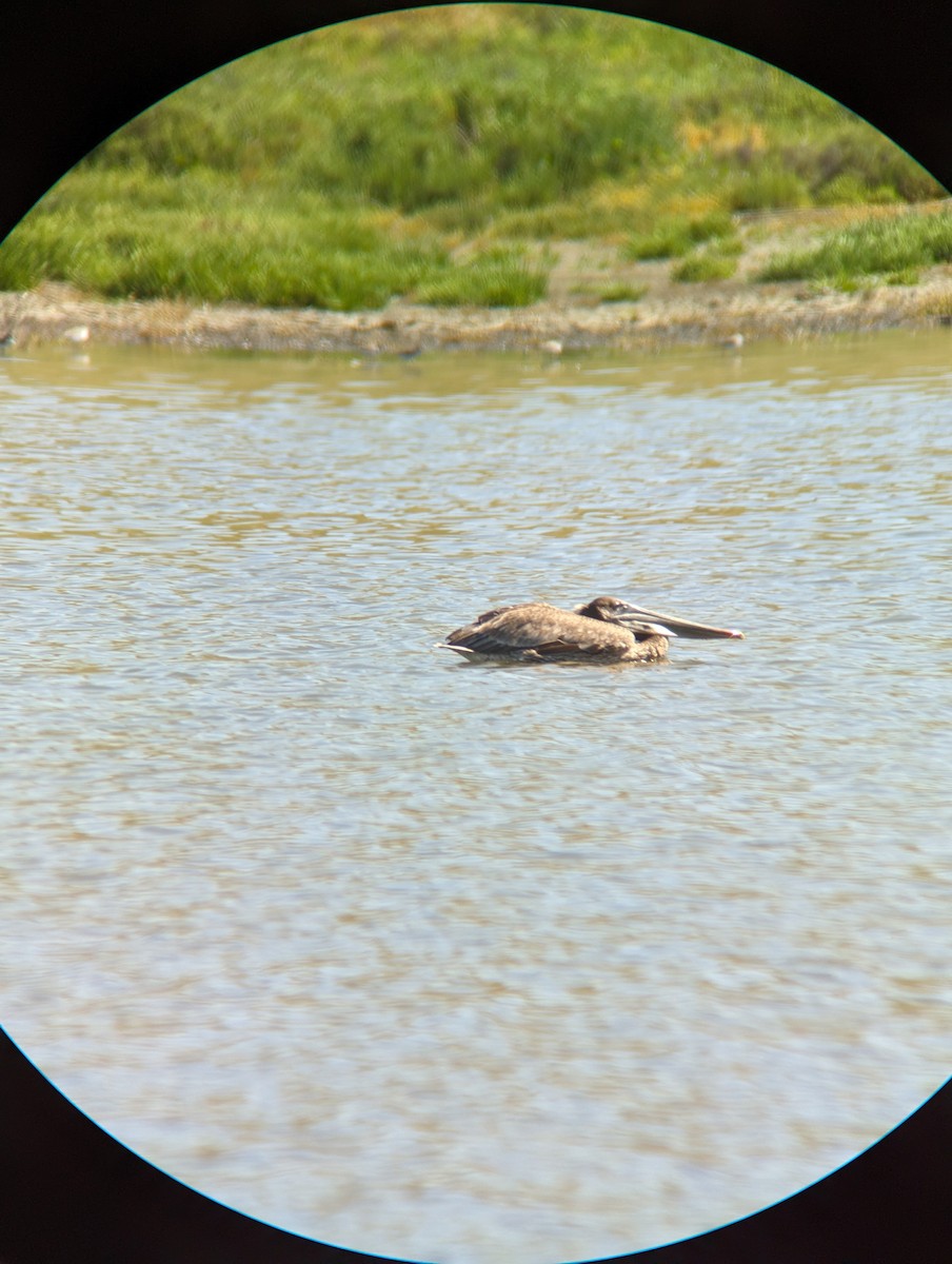 Brown Pelican - ML618325107