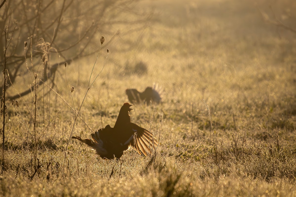 Black Grouse - ML618325121