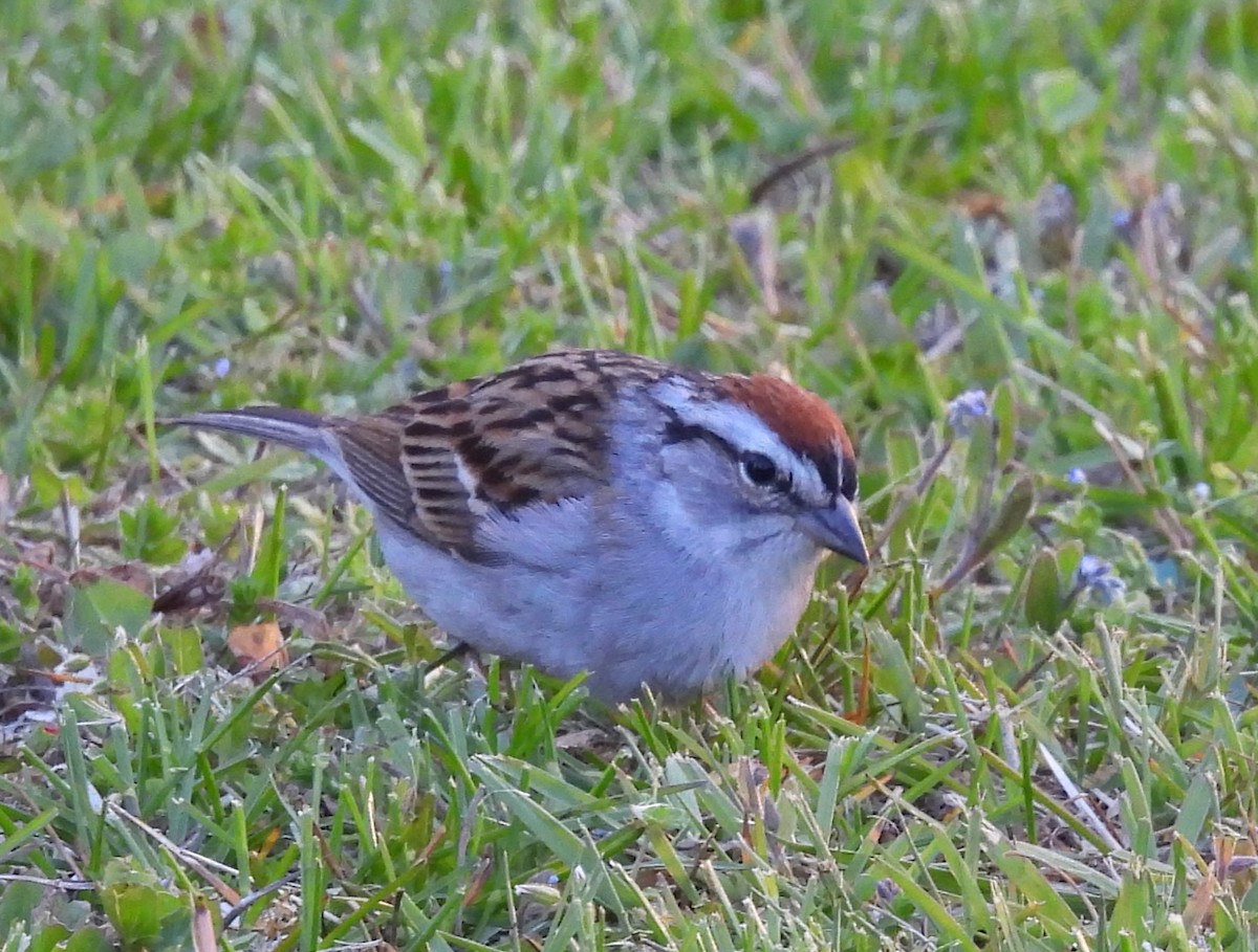 Chipping Sparrow - Joanne Muis Redwood