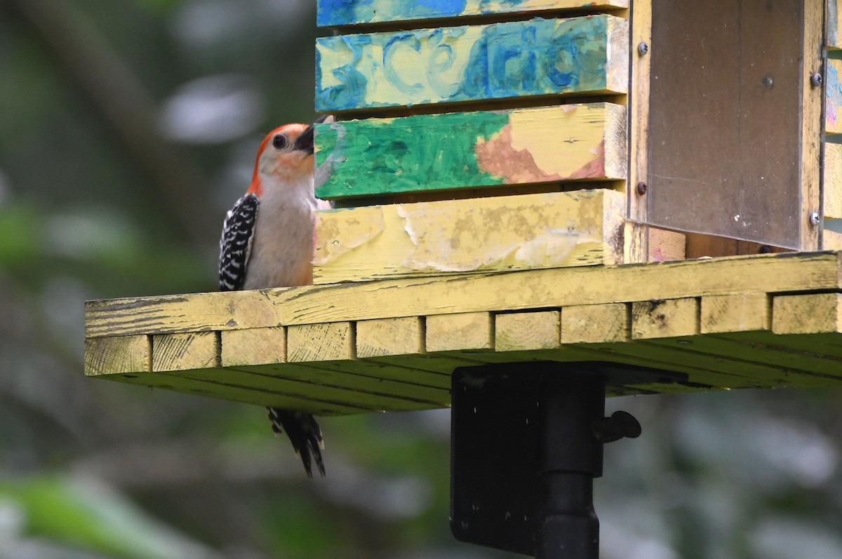 Red-bellied Woodpecker - Kevin Smith