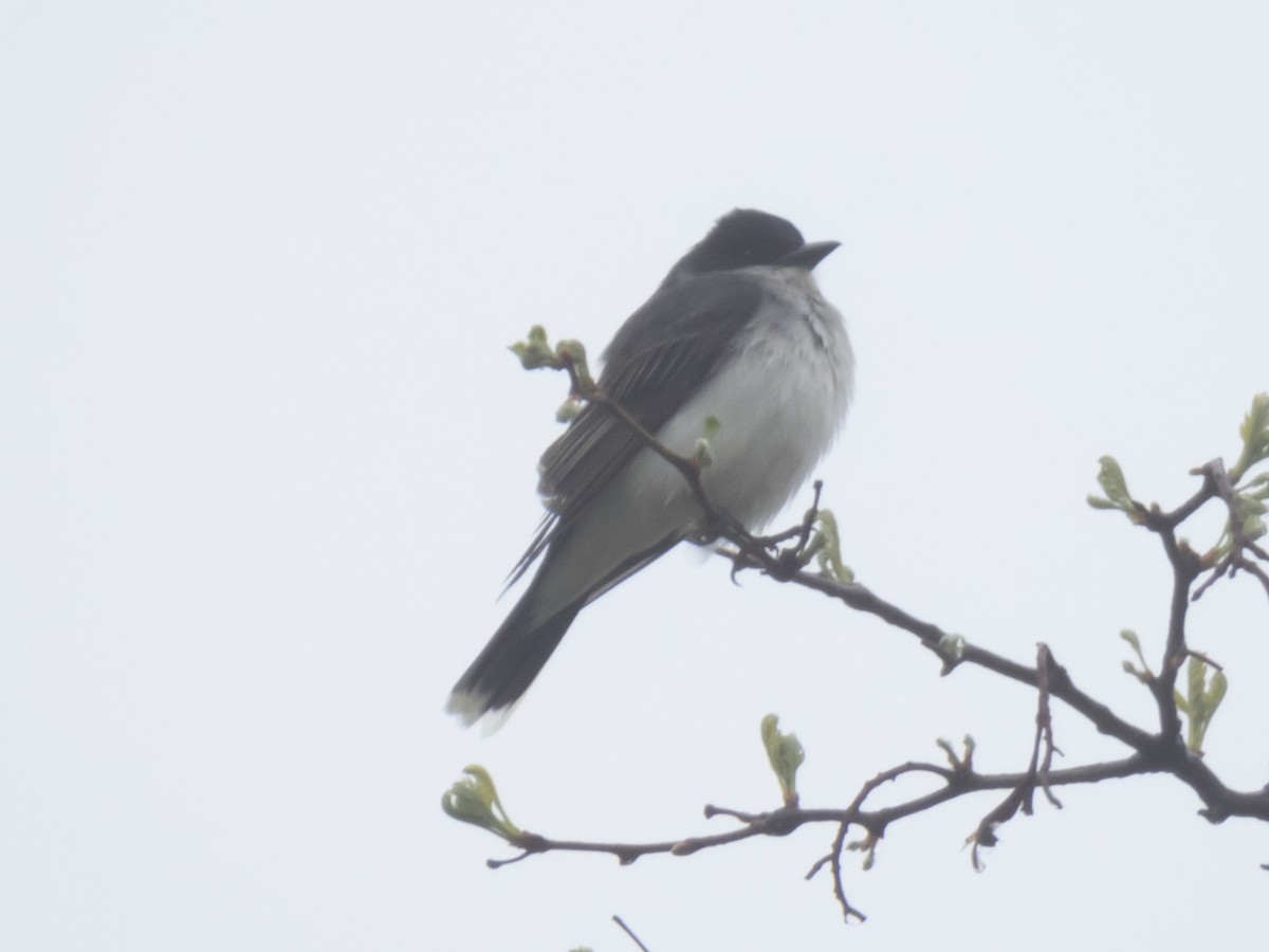 Eastern Kingbird - ML618325137