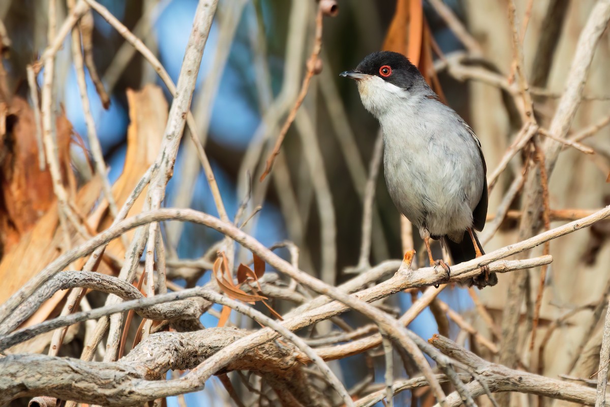 Sardinian Warbler - ML618325159