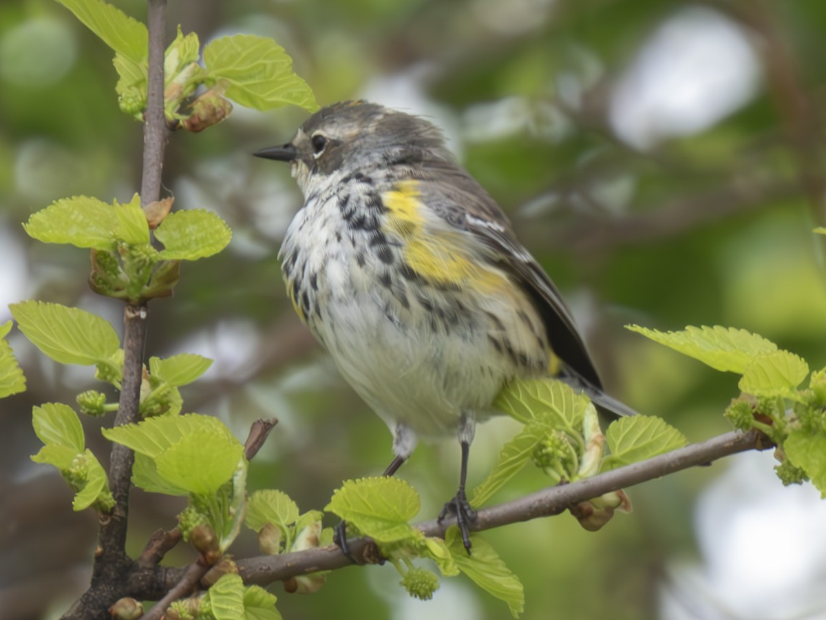 Yellow-rumped Warbler - P W