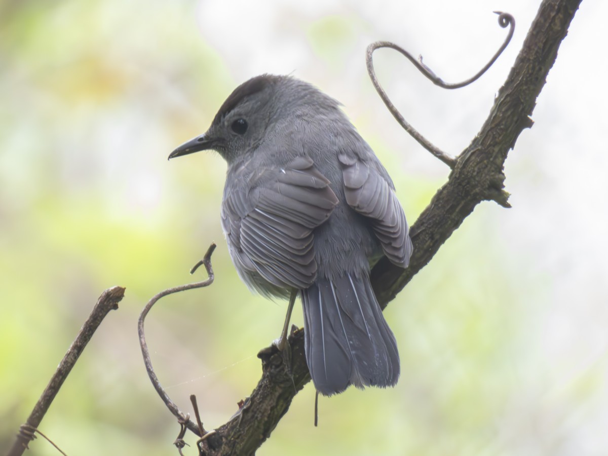 Pájaro Gato Gris - ML618325181