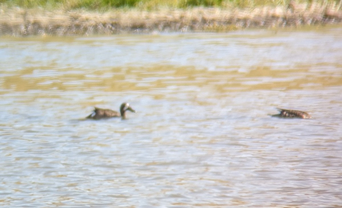Blue-winged Teal - ML618325191
