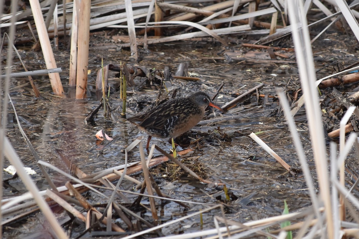 Virginia Rail - ML618325263