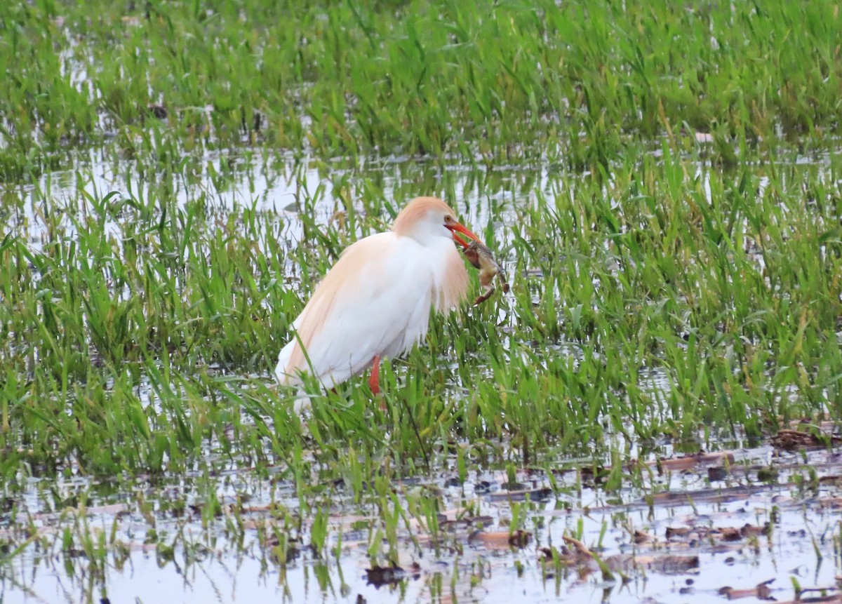 Western Cattle-Egret - ML618325282