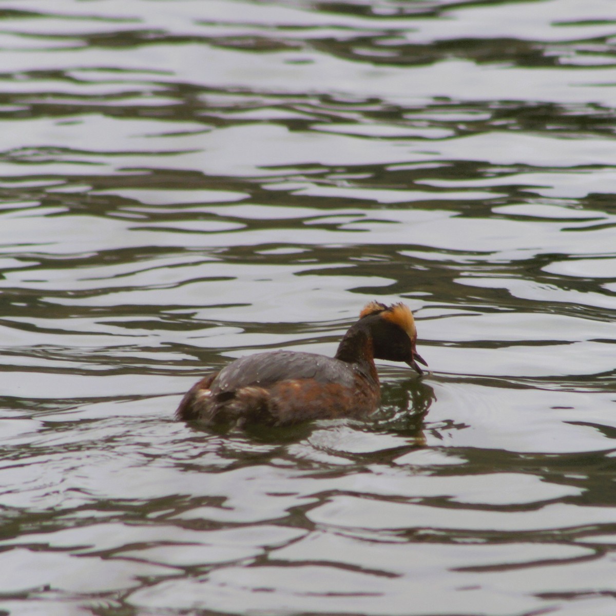 Horned Grebe - ML618325339